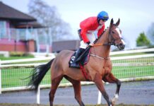Cheltenham Pageant: Sir Gerhard ‘tipped in direction of’ Ballymore Sir Gerhard and Jamie Codd on their way to post at Navan