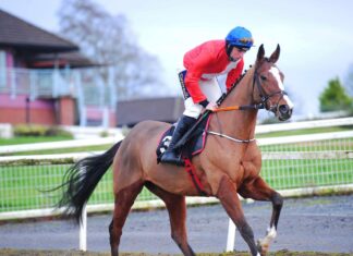 Cheltenham Pageant: Sir Gerhard ‘tipped in direction of’ Ballymore Sir Gerhard and Jamie Codd on their way to post at Navan
