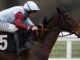 Welcome to the never-before-seen Williams winner as Cheltenham approaches Fuji Flight wins at Kempton
